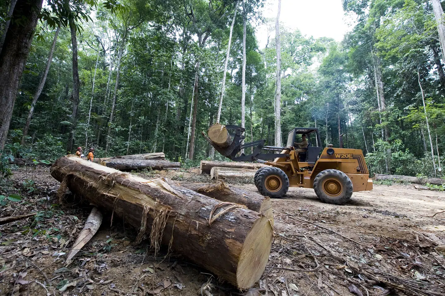 Store skovarealer i eksempelvis Brasilien bliver hvert år fældet. Flere steder bliver arealerne omdannet til ny landbrugsjord. (Arkivfoto) Antonio Scorza/Ritzau Scanpix