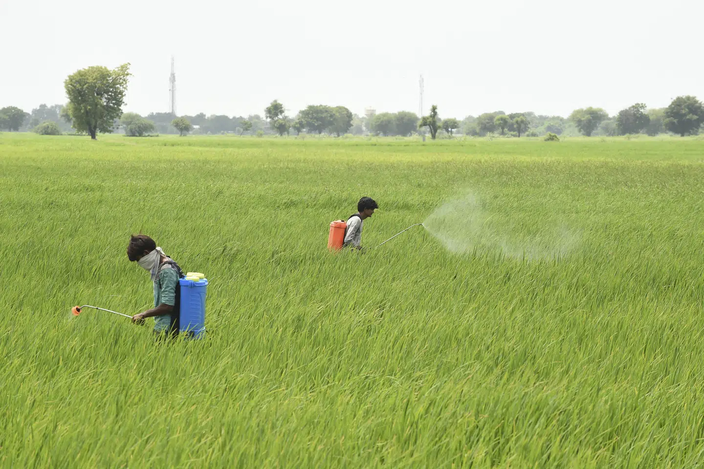 En ny optisk sensor skal hjælpe landmænd med at nedbringe brugen af pesticider. (Arkivfoto) Sam Panthaky/Ritzau Scanpix