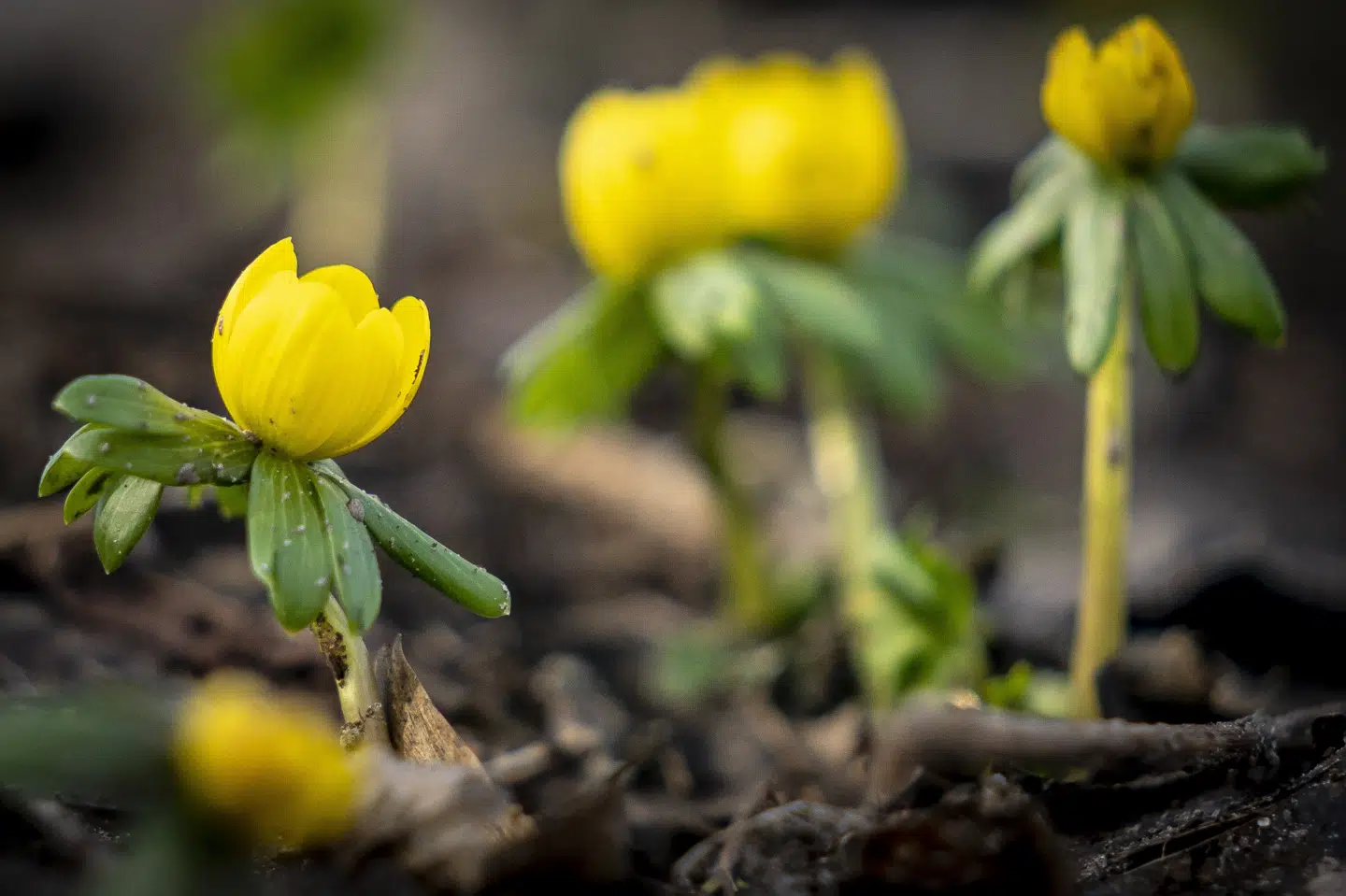 Hele landet kan se frem til masser af solskin og tocifrede temperaturer hen mod weekenden, lover DMI. (Arkivfoto) Mads Claus Rasmussen/Ritzau Scanpix