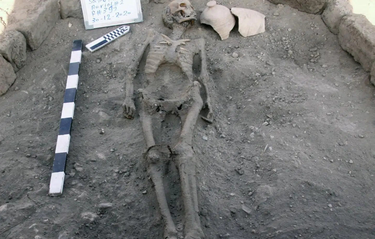 Der er også fundet dette skelet under udgravningen i Luxor.