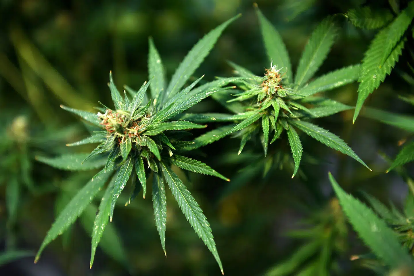 Marihuanaplanter kan man fra den 1. juli dyrke fire af pr. husholdning i Virginia, USA.