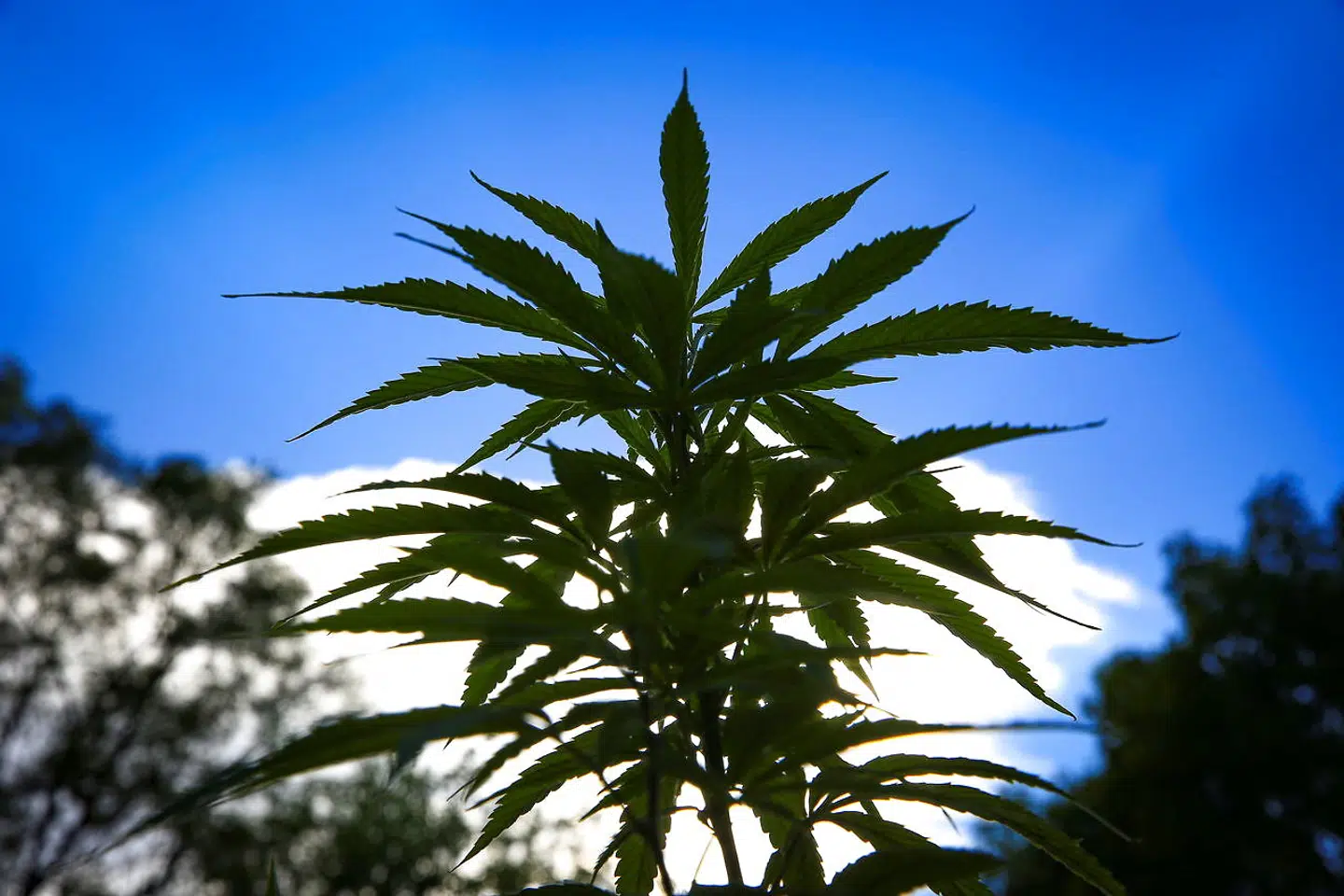 Marihuanaplante i Mexico.