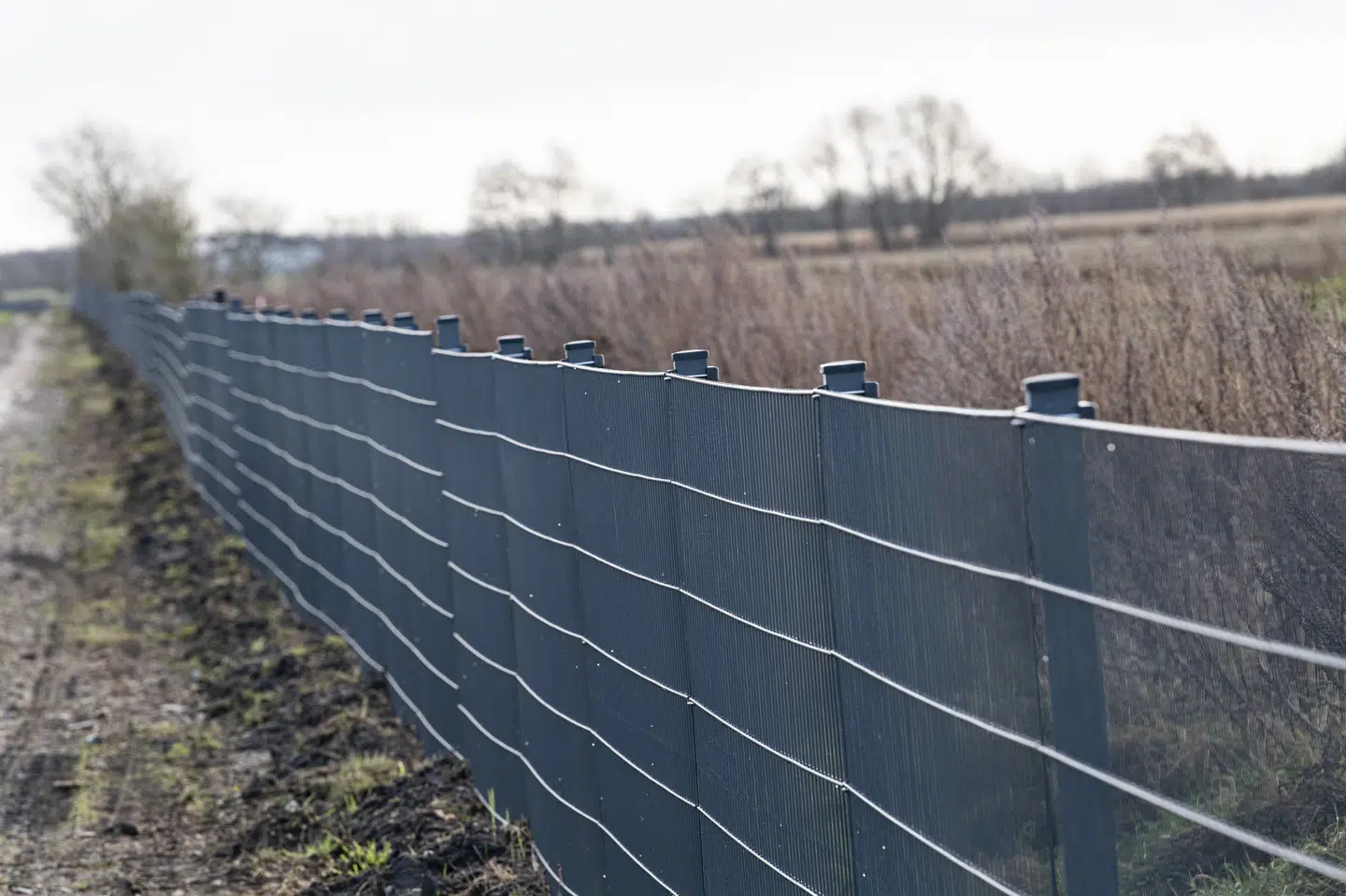 I 2019 blev der opført et vildsvinehegn langs den dansk-tyske grænse i Sønderjylland. Det blev opført for at holde vildsvin væk fra Danmark. Samtidig blev der indført intensiveret jagt på det uønskede dyr. (Arkivfoto). Claus Fisker/Ritzau Scanpix