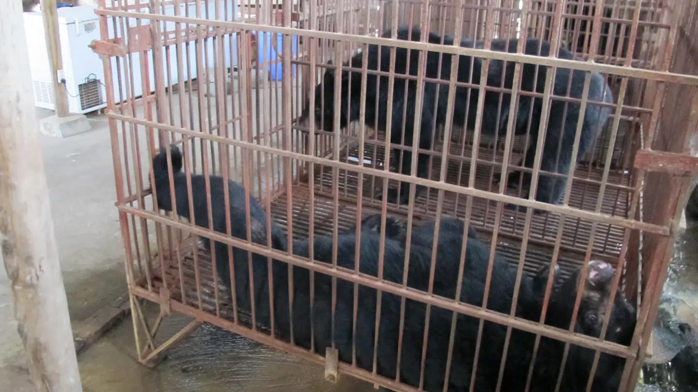Bjørne holdes fanget i små bure for at tappe deres galde. Foto: World Animal Protection.