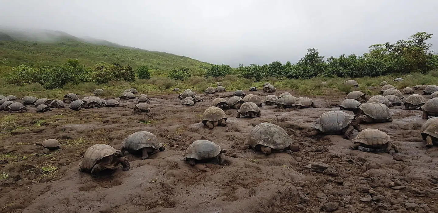 Galapagos Skildpadderne trives på de tropiske øer.