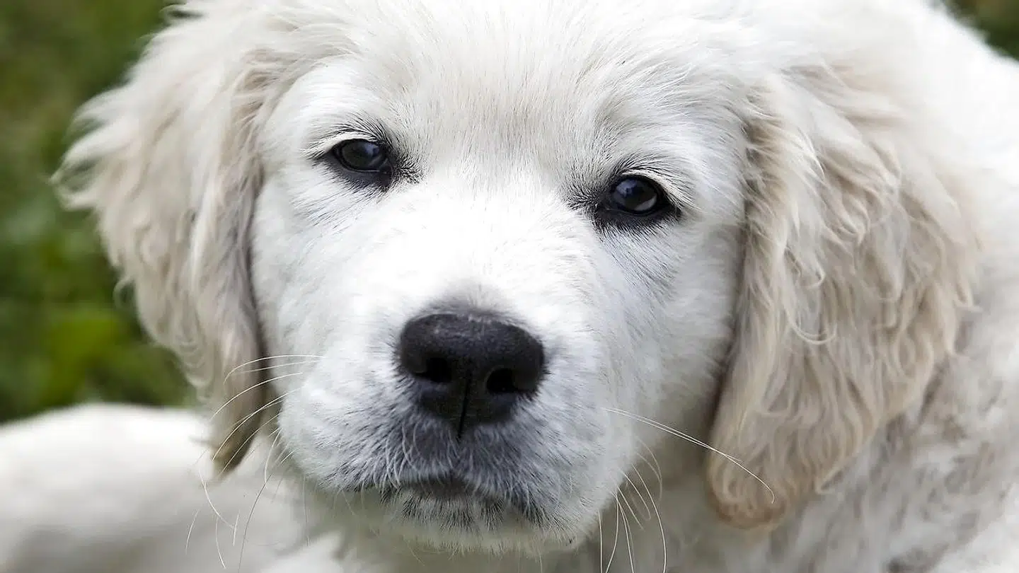 Golden retriever hundehvalp