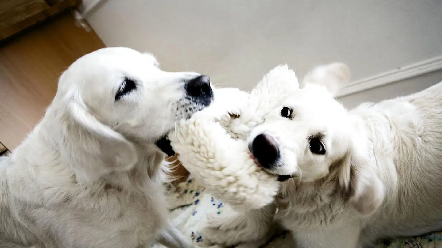 Golden Retriever hvalp