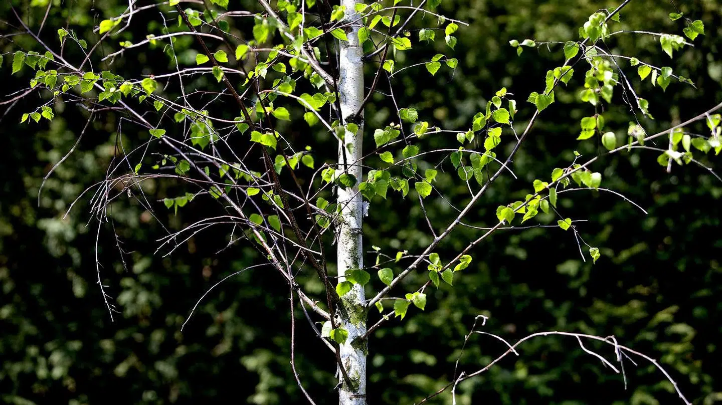 Pollensæsonen er skudt i gang.