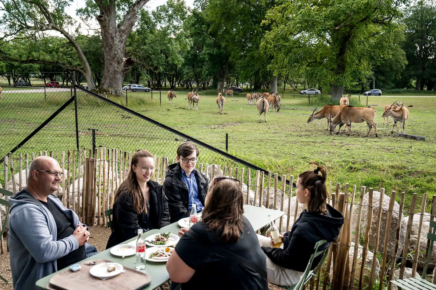 Halv pris på dyreparker som Knuthenborg Safaripark fik danskerne til at valfarte ud i sommerlandet.