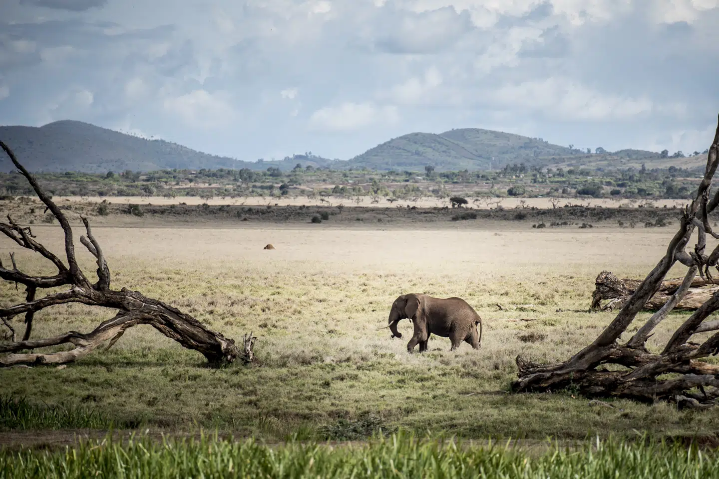 Afrikanske elefanter bliver stadig jagtet af krybskyttere, og det truer deres overlevelse gevaldigt. Den internationale naturbeskyttelsesorganisation IUCN har nu listet den som en truet dyreart. (Arkivfoto) Mads Claus Rasmussen/Ritzau Scanpix