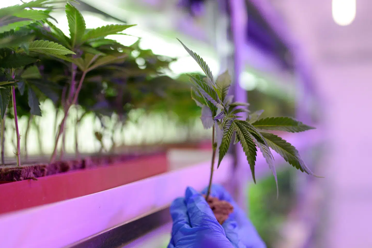 En 38-årig mand fra Ballerup og en 50-årig mand fra Herfølge sigtes for produktion og besiddelse af cannabisplanter. (Arkivfoto) Robert Atanasovski/Ritzau Scanpix