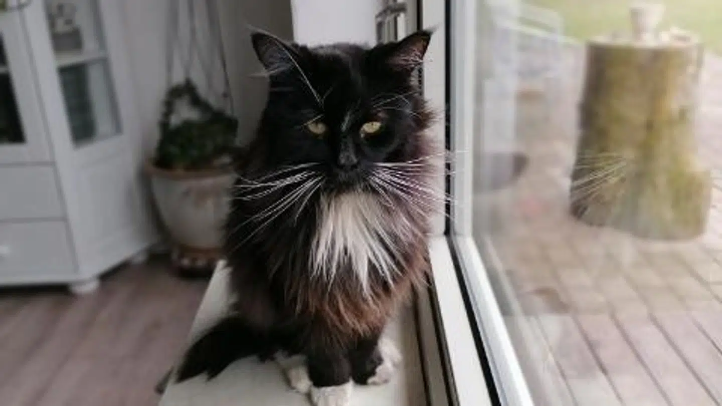 Felix fotograferet efter sin hjemkomst. Karin forklarer, at det er svært at se, hvor meget han har tabt sig på grund af den tykke pels, men når man løfter ham, kan man tydeligt mærke, at han er skind og ben. (Privatfoto)