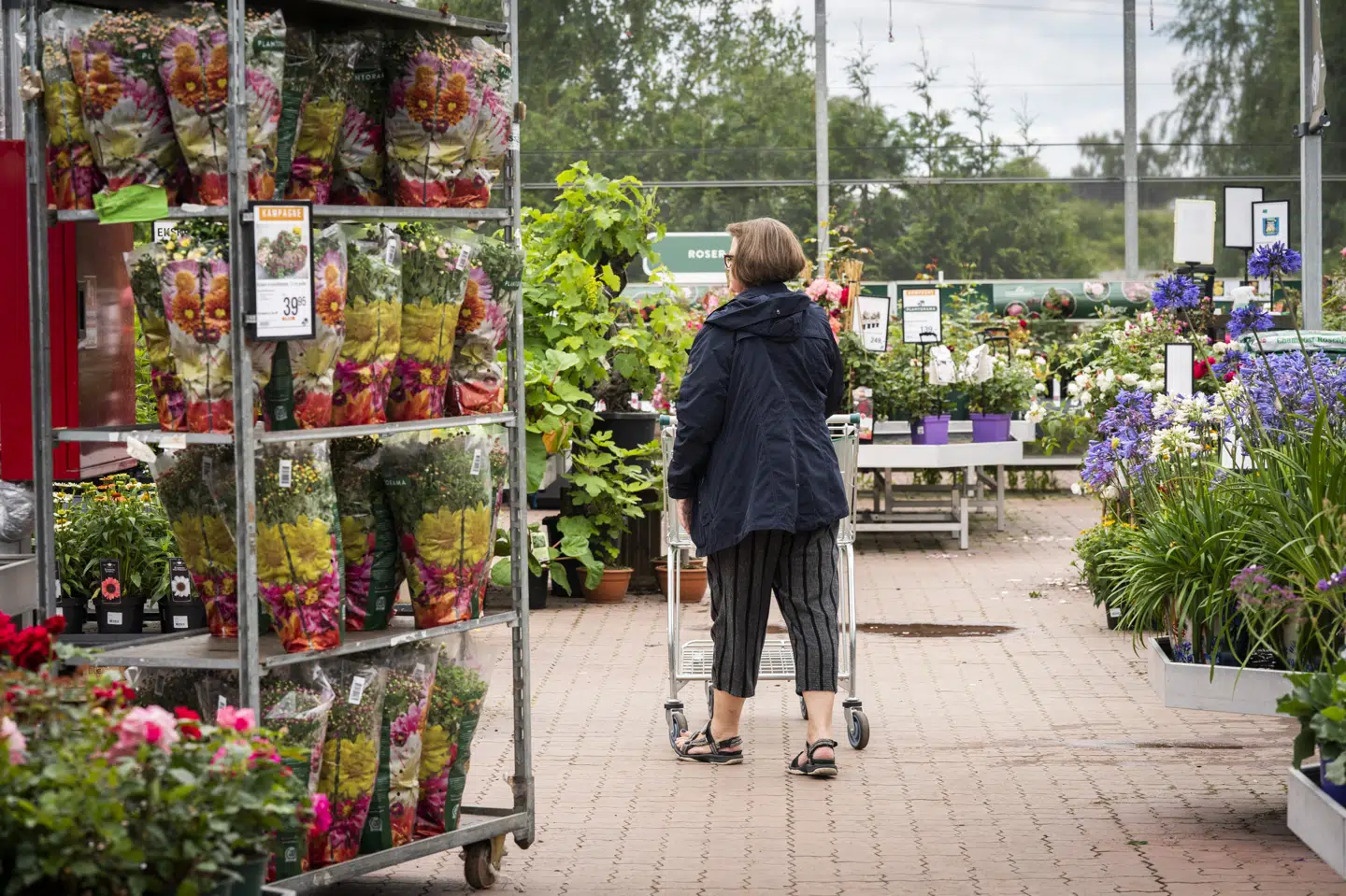 Plantorama har 11 havecentre rundt om i landet og solgte sidste år for 537 millioner kroner. Det er en stigning fra 463 millioner kroner i 2019. (Arkivfoto) Ida Marie Odgaard/Ritzau Scanpix