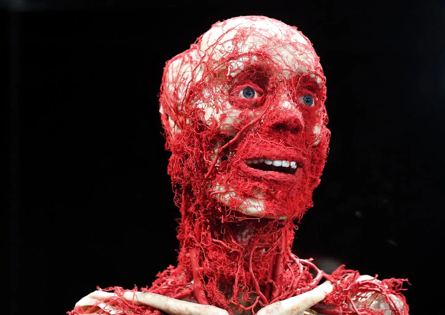 Et værk af tyskeren Günther von Hagens udstillet i Body Worlds. Udstillingen var i 2018 blevet set af flere end 47 millioner tilskuere i 130 byer over hele verden.