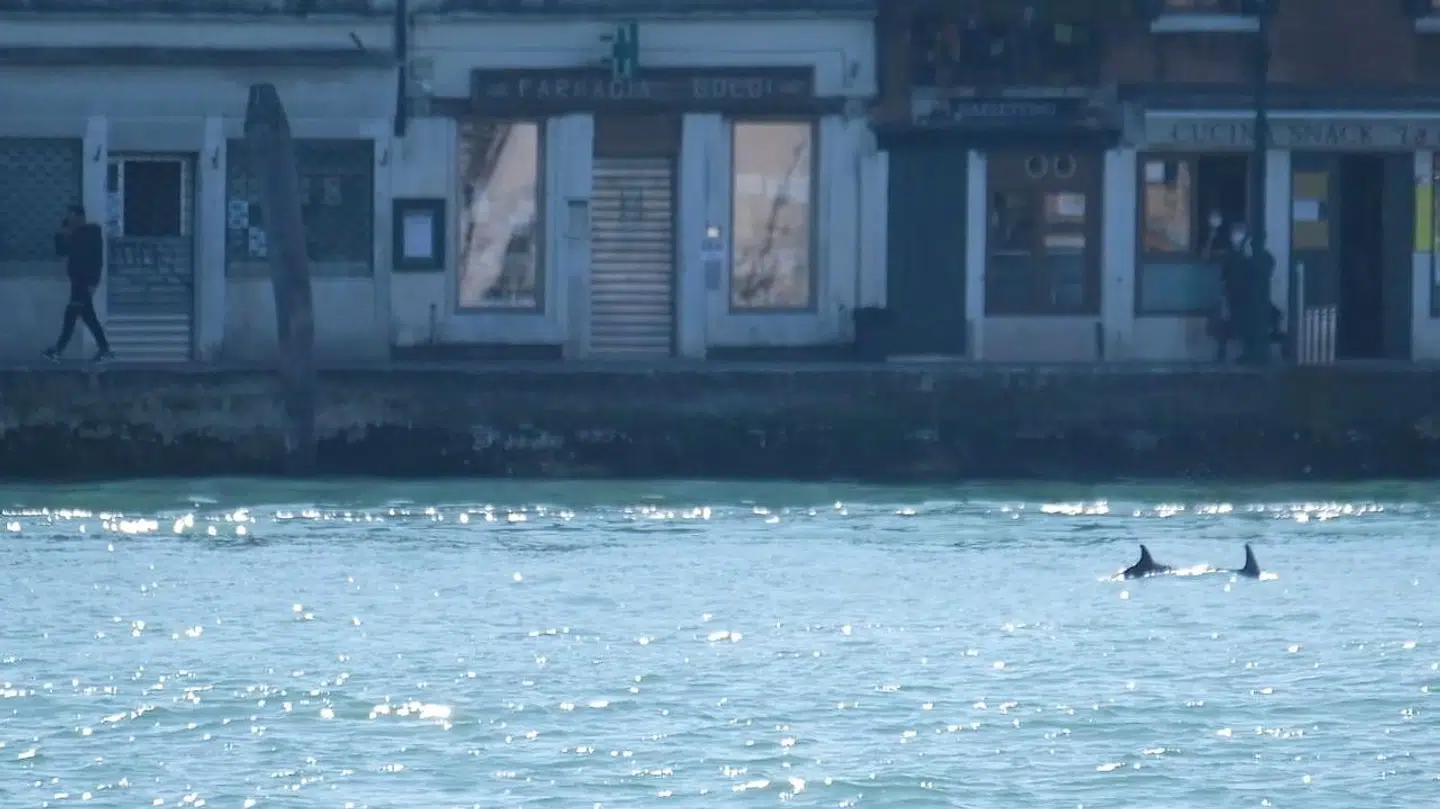 Her ses de to delfiner i Giudecca-kanalen i Venedig. Manuel Silvestri/REUTERS TV via REUTERS