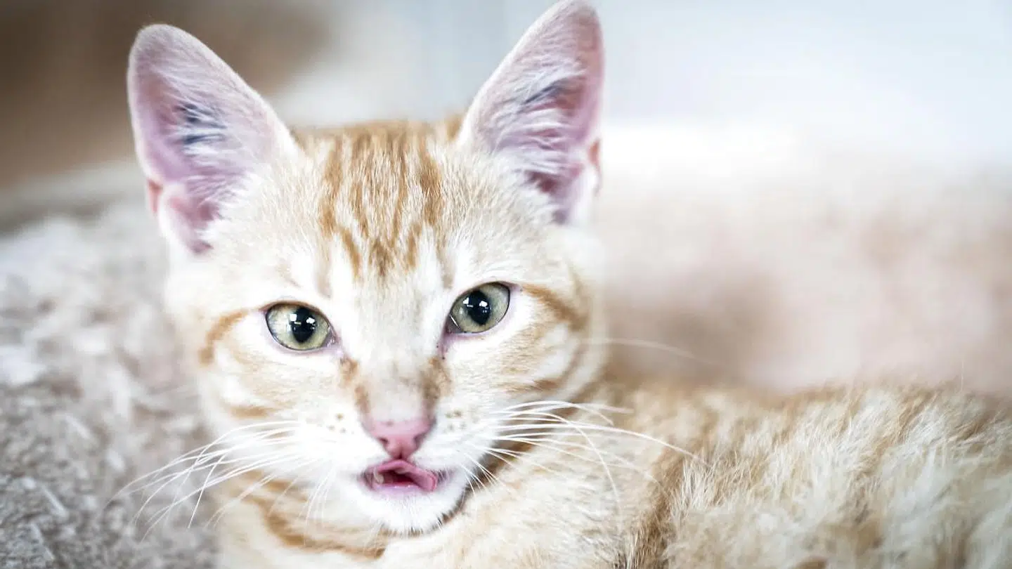 En kat blev tirsdag skudt med et haglgevær af en nabo, som tilsyneladende var blevet træt af den. Billedet er hentet i arkivet og viser altså ikke den omtalte kat. (Arkivfoto)