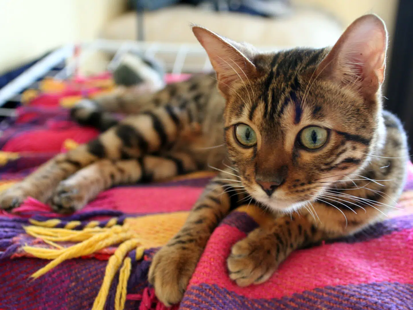 En kat af typen Bengalkat.