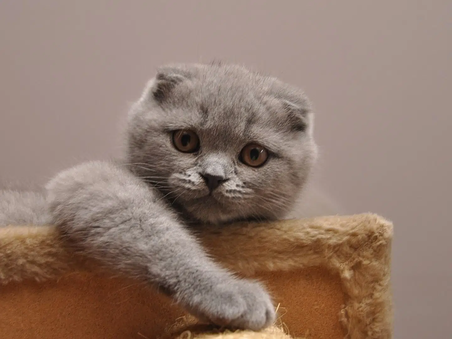 En kat af typen Scottish Fold.