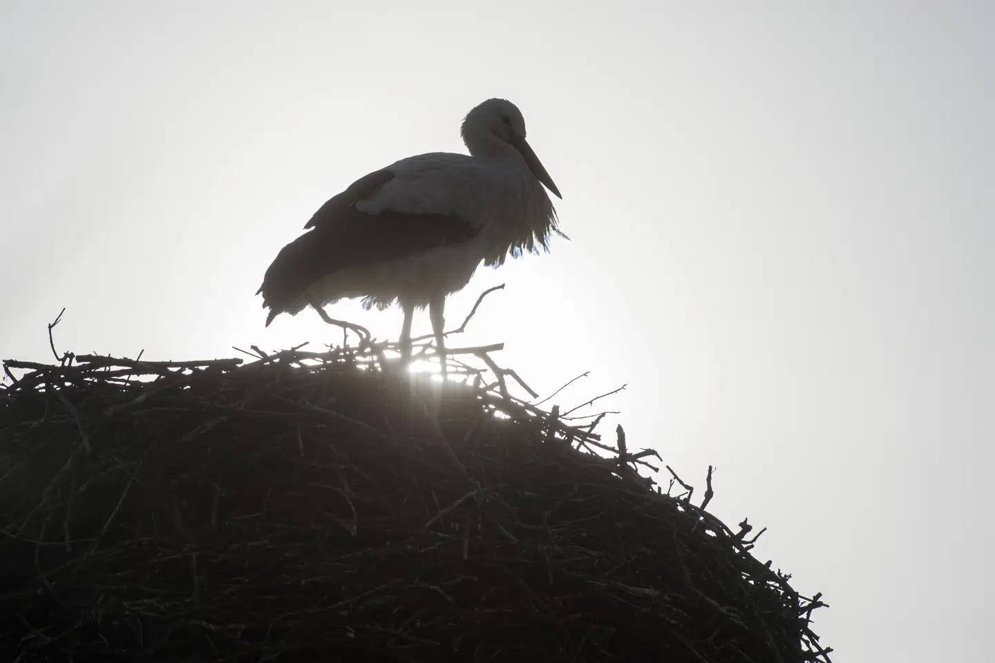 Der er mange risikomomenter, når storkeunger går på vingerne og flyver mod varmere himmelstrøg. Nu vil danske storkevenner udstyre et antal storkeunger med gps-sendere, så man bedre kan følge deres færd. (Arkivfoto). Klaus-Dietmar Gabbert/Ritzau Scanpix
