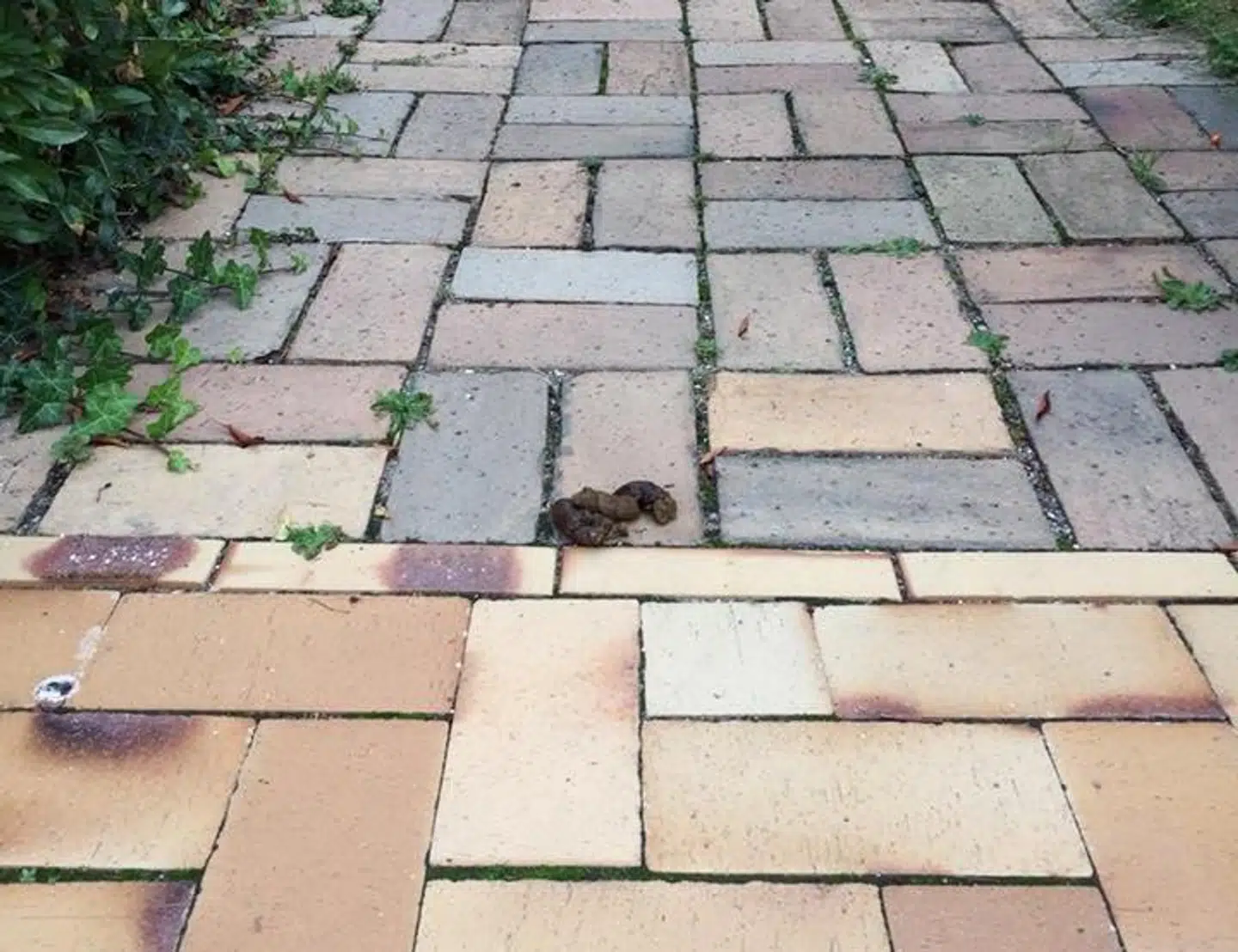 Efterladenskaber på fortovet i Hunderup.