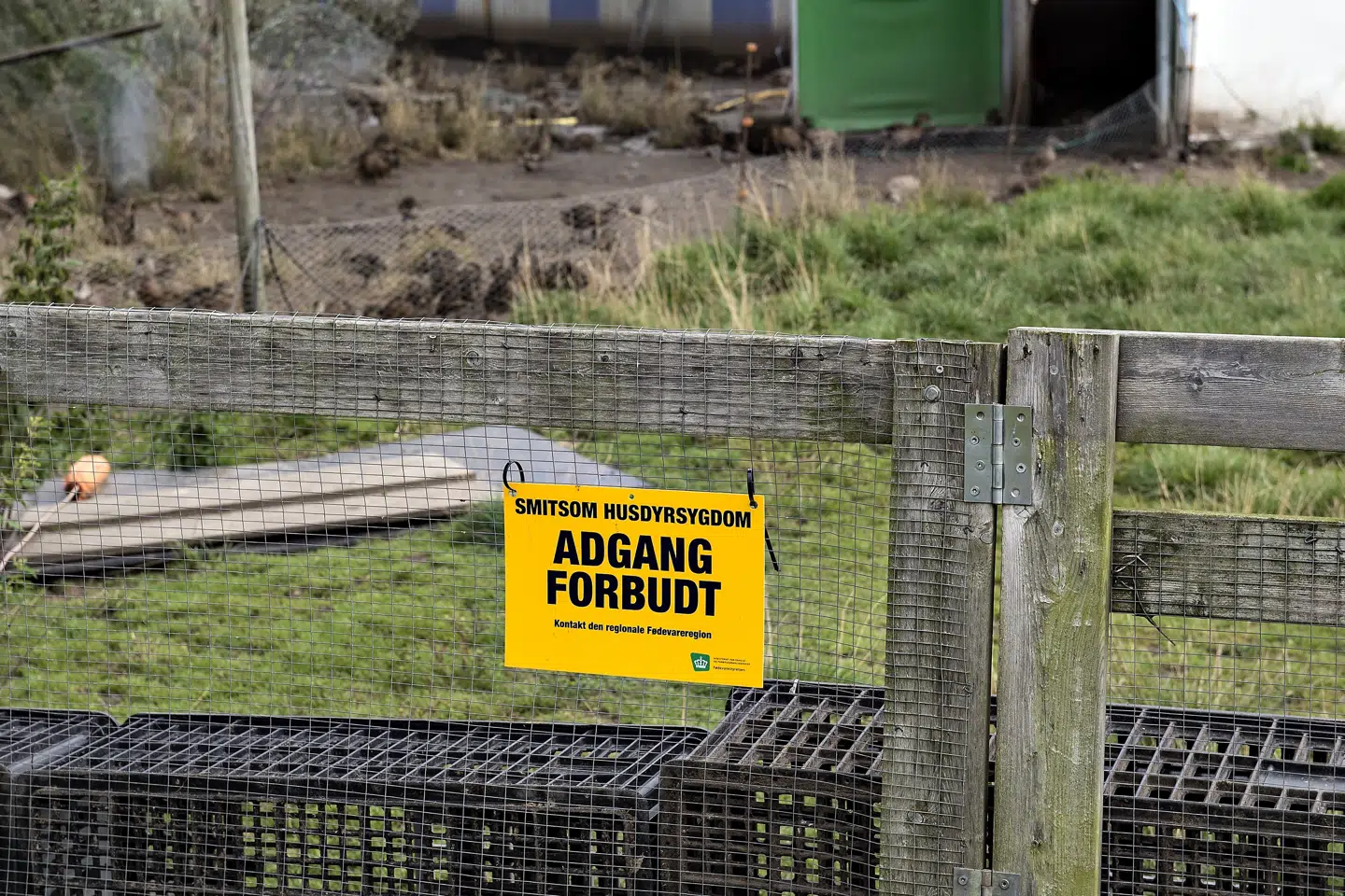 Når der konstateres fugleinfluenza i en fjerkræbesætning, har Fødevarestyrelsen hjemmel til at aflive dyrene. Det sker dels af hensyn til dyrene, som kan blive alvorligt syge og lide under sygdommen. Dels for at sikre at smitten ikke spreder sig. (Arkivfoto). Henning Bagger/Ritzau Scanpix