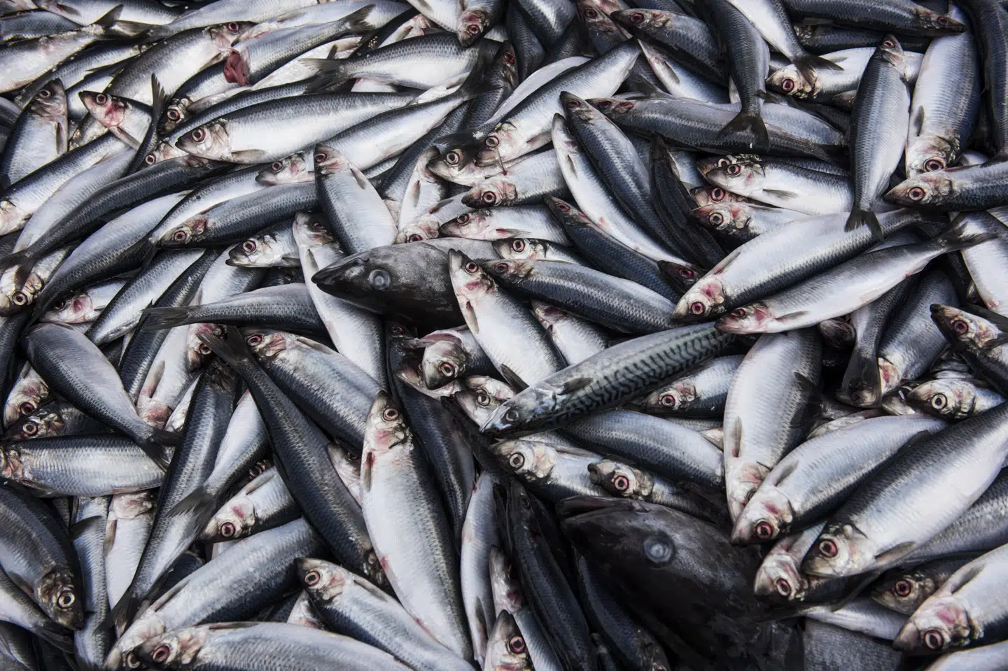 - Det er et lettelsens suk, der kan drages her. Vi er helt med på, at for fiskerne under pres har det taget alt for lang tid. Vi må bare sige, at årsagen er noget udefrakommende, siger fiskeriminister Rasmus Prehn (S) om fiskeriaftale, som sikrer adgang til norske farvande. Sofie Mathiassen/Ritzau Scanpix