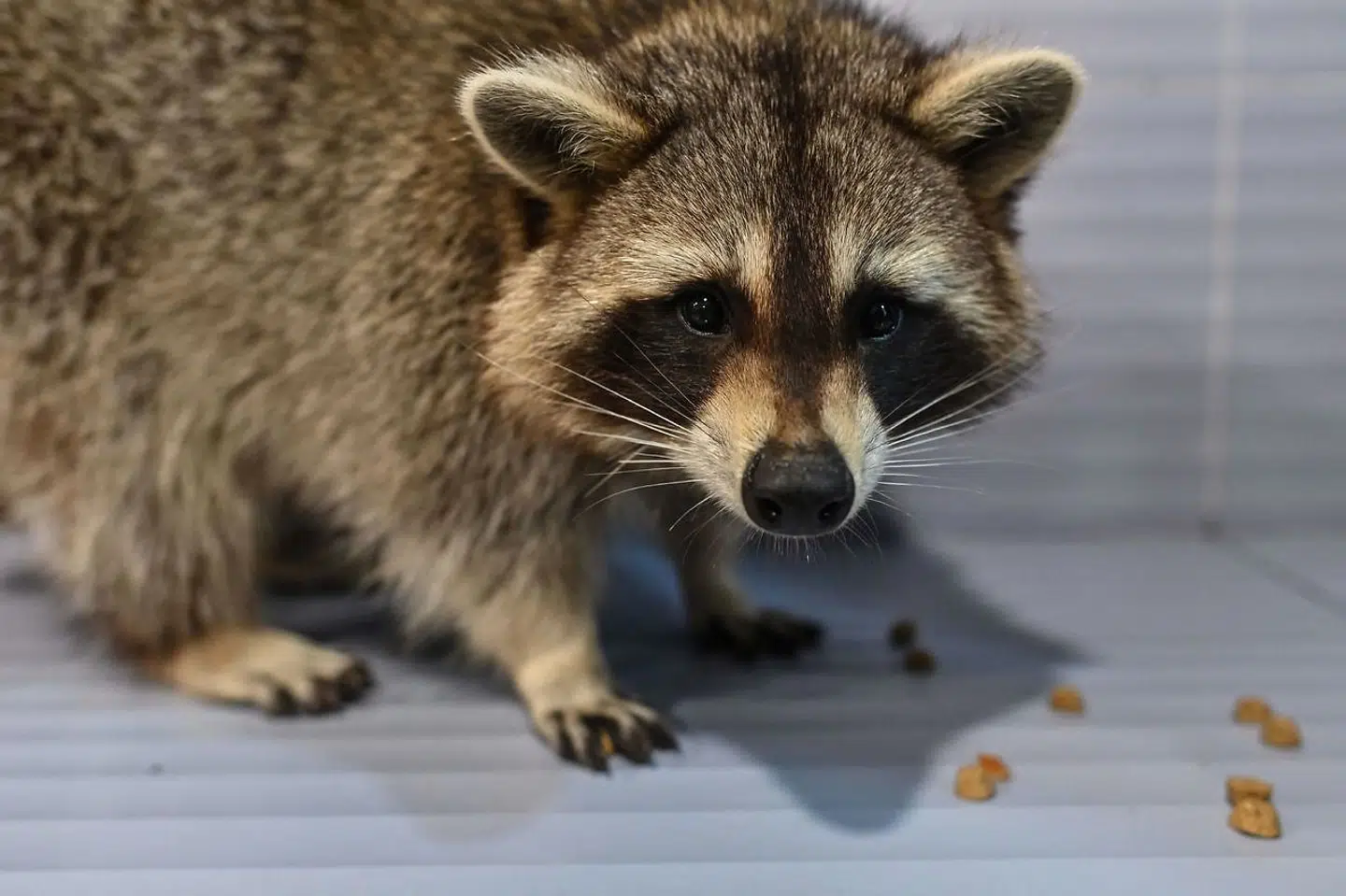 Vaskebjørne har sit hjem i en café i Shanghai.