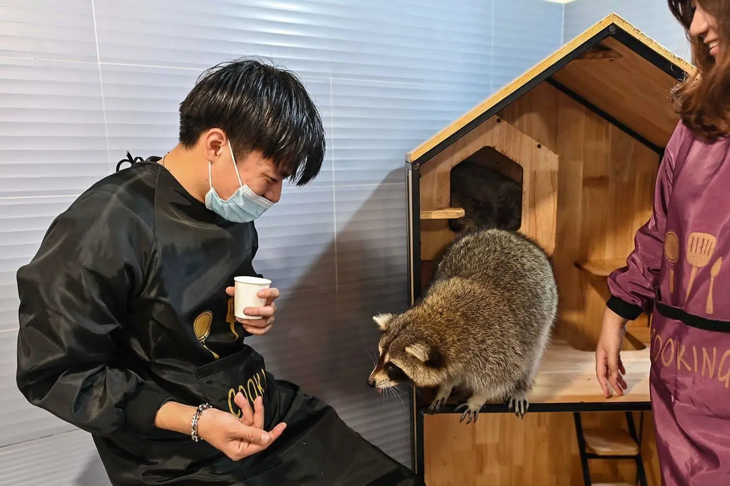 Her forbereder en mand sig på at give vaskebjørnen mad i en dyrecafé i Shanghai.