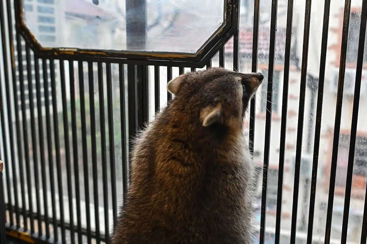Denne vaskebjørn er nysgerrig og kigger ud af vinduet fra sit hjem i en dyrecafé i Shanghai i Kina.