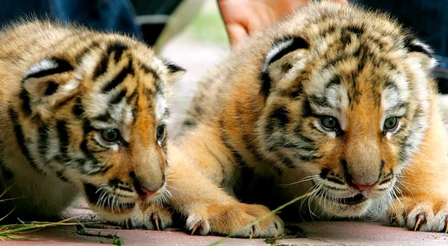 To tigerunger i en Thailands zoo. Arkivfoto.