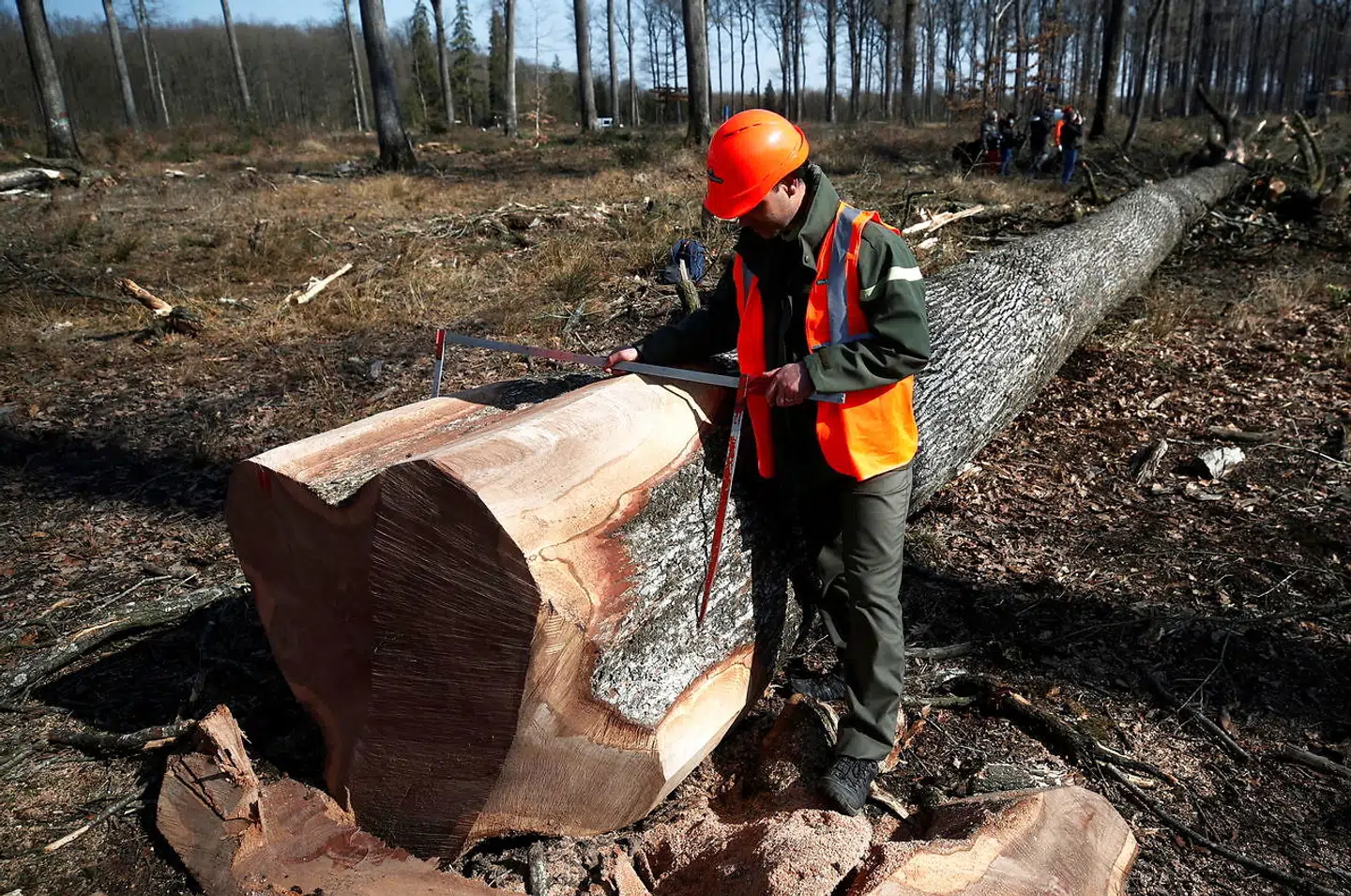 En skovhugger måler træet, der skal bruges til genopbygningen af Notre-Dame katedralen i Paris den 8. marts 2021.