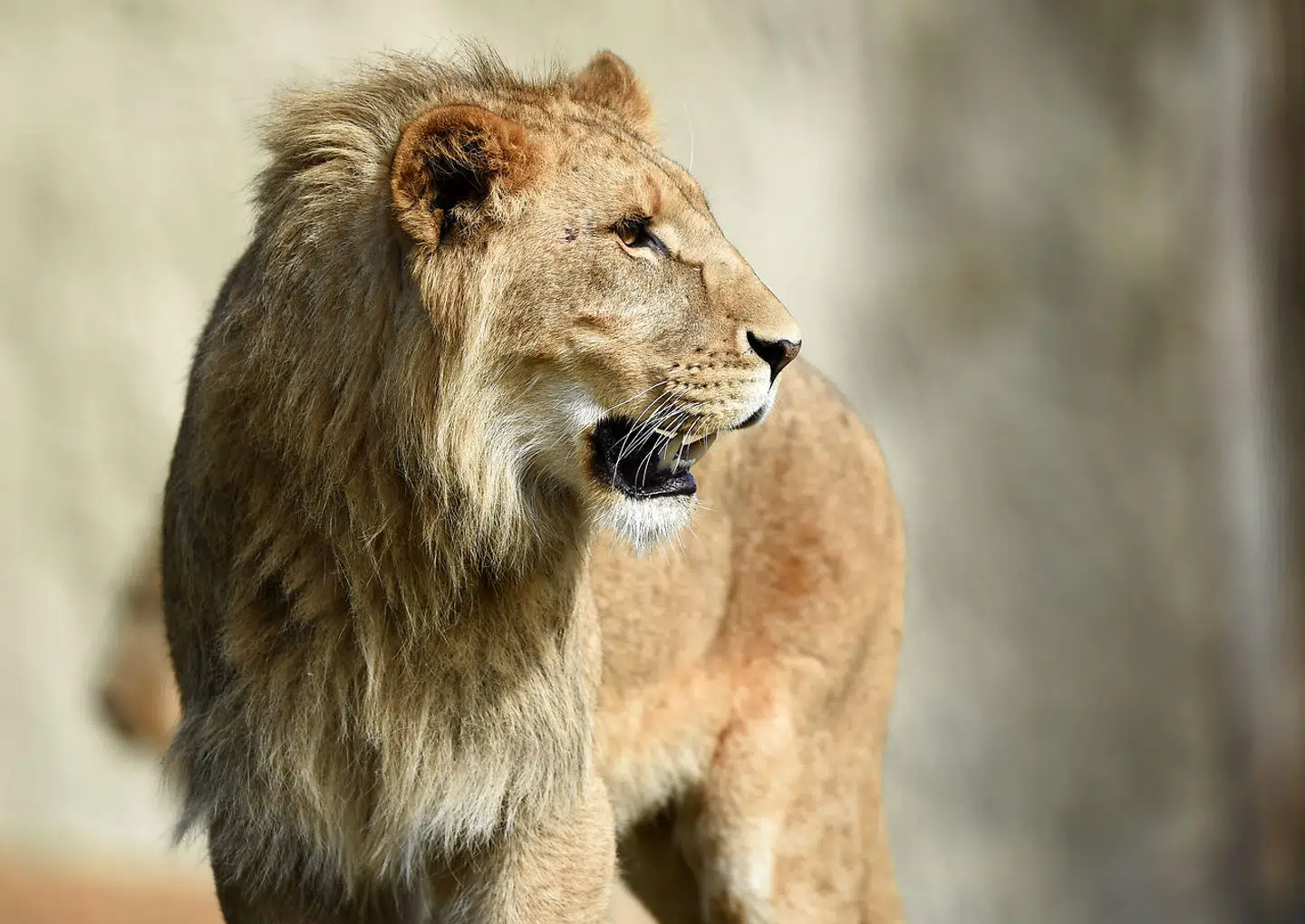 To løver som denne har ædt en 27-årig safari-ansat levende i Sydafrika. Den unge mand havde netop forladt sin bil for at følge et spor for rige turister, der betaler store summer for at kunne skyde storvildt i området.