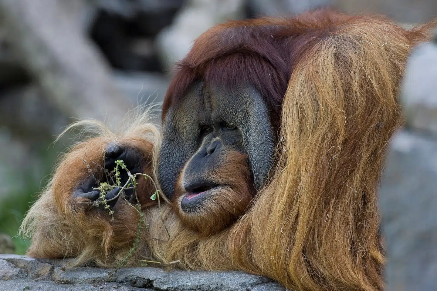 Clyde er en 143 kg tung orangutang han fra San Diego Zoo, som har fået en eksperimentel covid-19 vaccine.