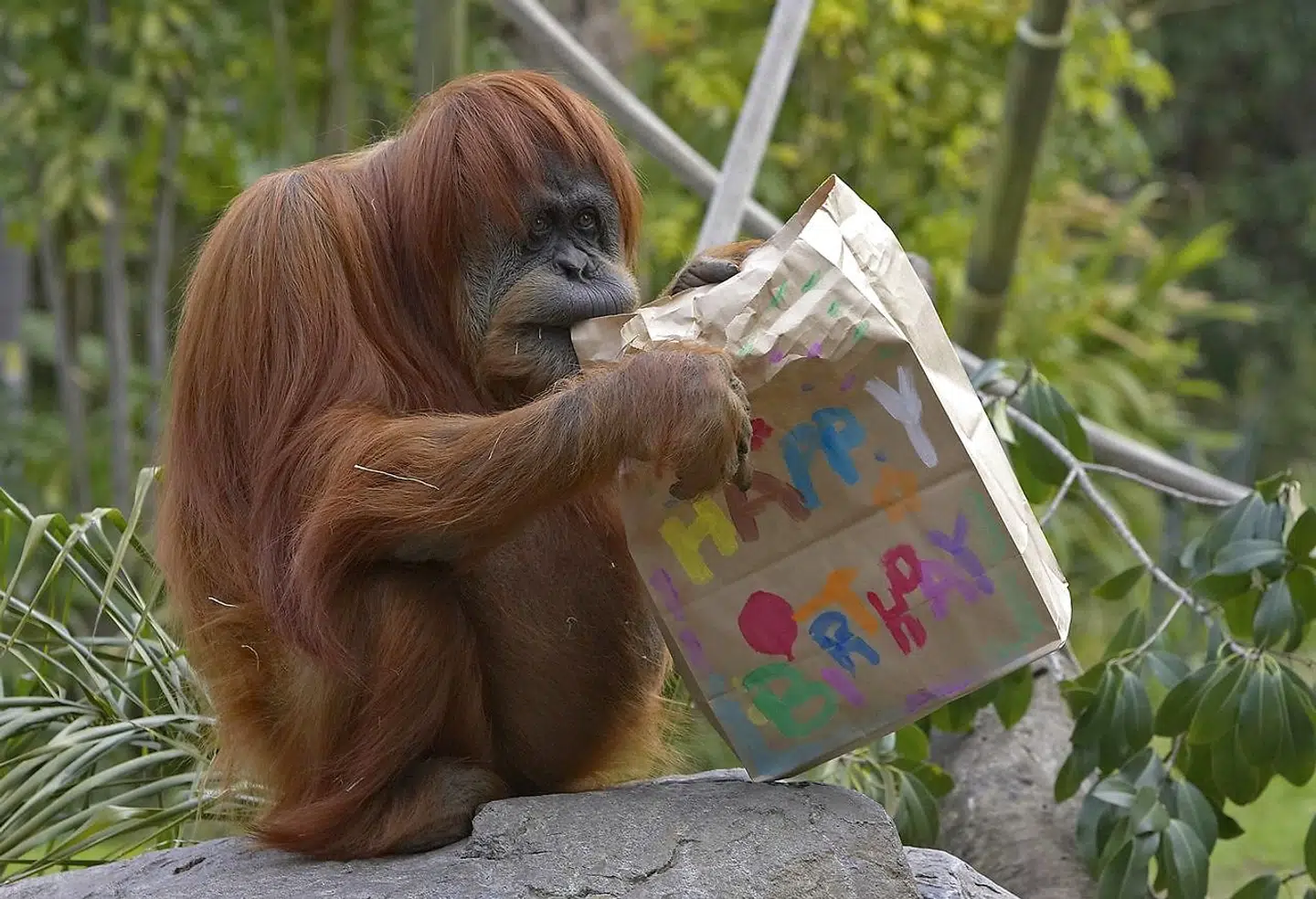 Josephine graver sig vej ind i en papirspose fuldt med godter. Det er nemlig hendes barnebarns fødselsdag i San Diegos Zoo.