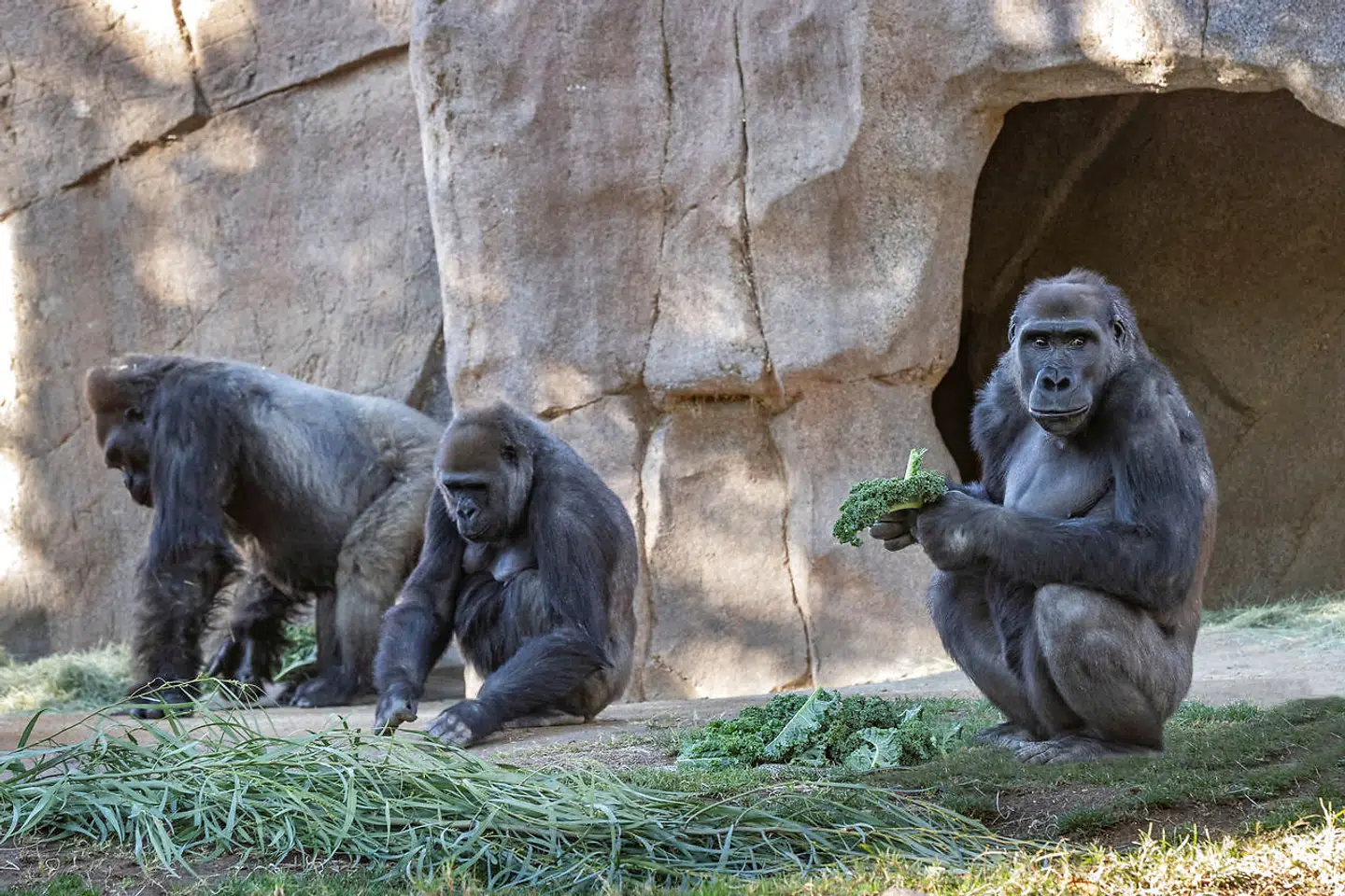 Gorillaerne i San Diegos Zoo testede allerede i januar positiv for coronavirus.