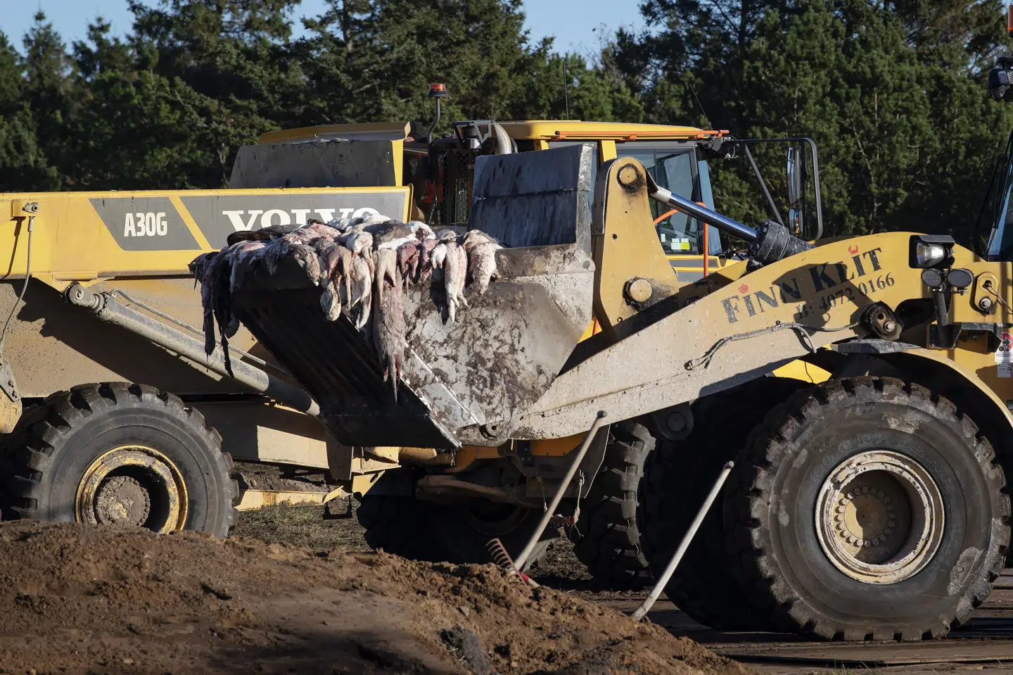 Aflivede mink graves ned ved Flyvestation Karup, søndag den 8. november 2020. Fødevareministeriet slår nu fast, at de døde mink ikke udgør en fare for drikkevandet. Bo Amstrup/Ritzau Scanpix
