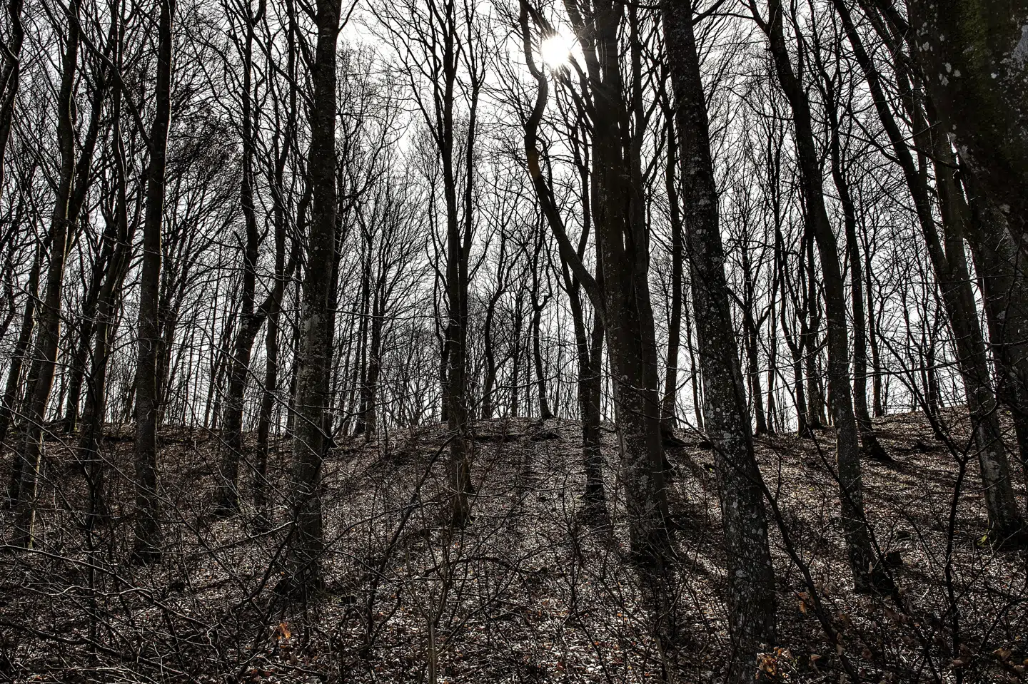 Fredag bliver en solfyldt, men ret kølig forårsdag. Lørdag og søndag dukker der en del flere skyer op. (Arkivfoto) Henning Bagger/Ritzau Scanpix
