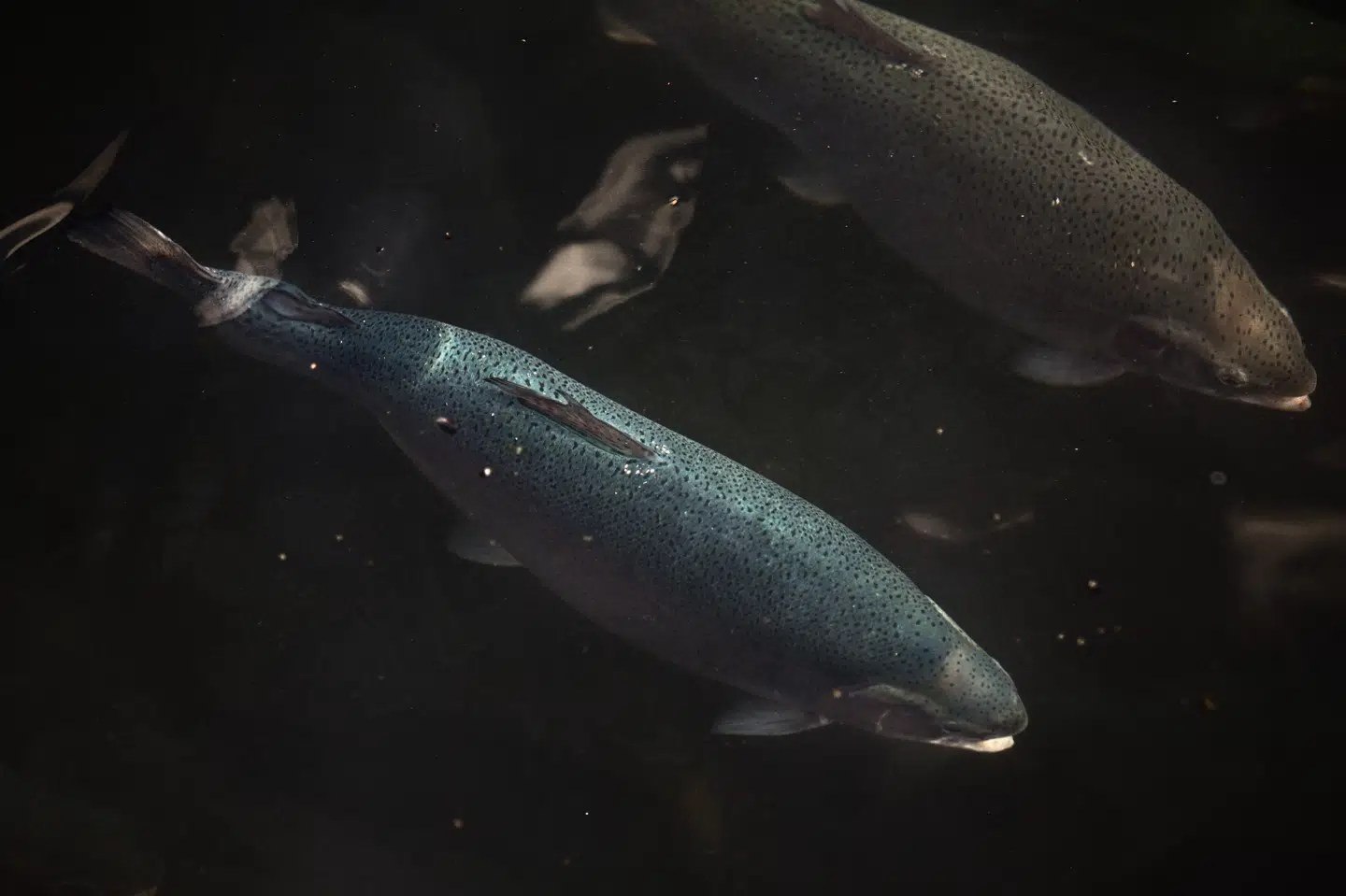 Ejeren af Hjarnø Havbrug tjente i årene 2013-2018 over 190 millioner kroner på systematisk at bryde loven ved overproduktion af ørreder og sølvlaks, mener anklagemyndigheden. (Arkivfoto) Simon Læssøe/Ritzau Scanpix