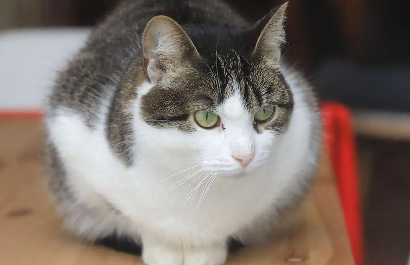 Denne kat er ikke den kat, der gik berserk på et sudanesisk fly.