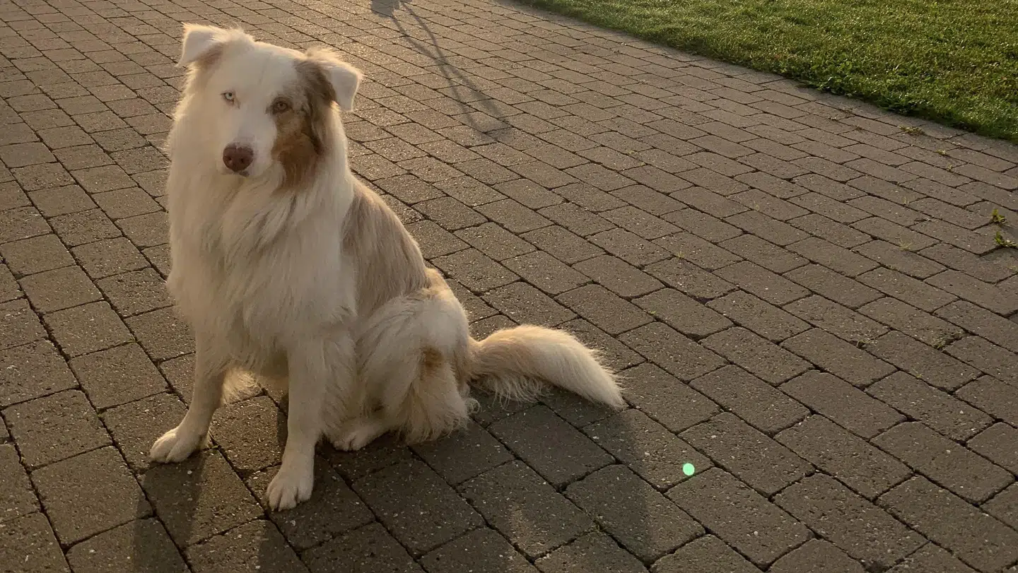 Cody. Foto: Privat.