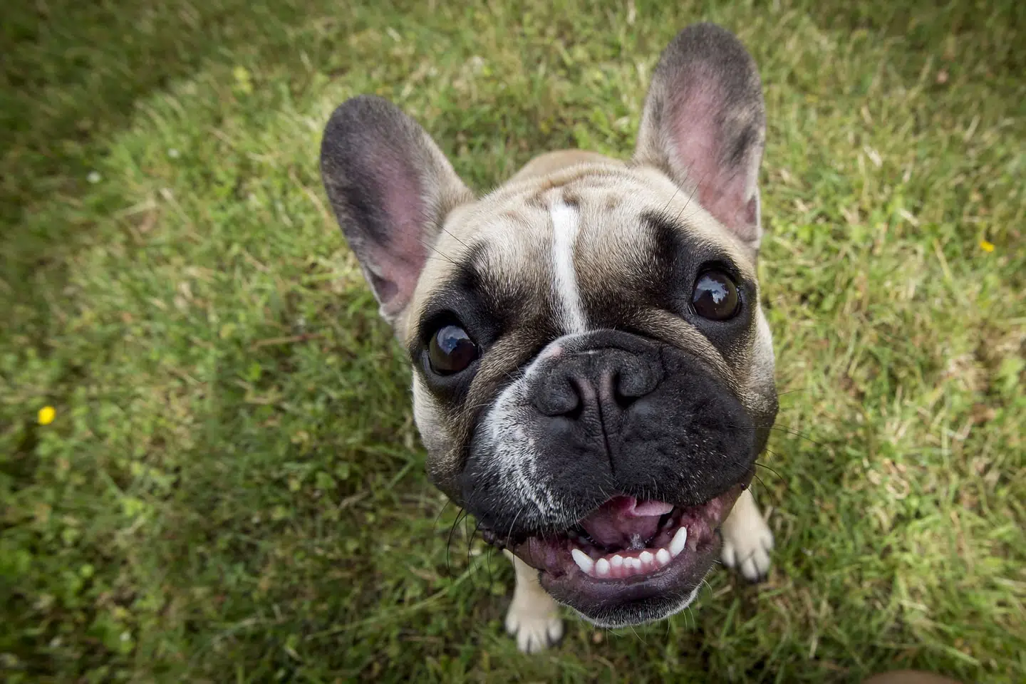 100 franske bulldogs blev i løbet af et år ulovligt smuglet fra Polen til Danmark, mener anklagemyndigheden. (arkivfoto) Johan Gadegaard/Free