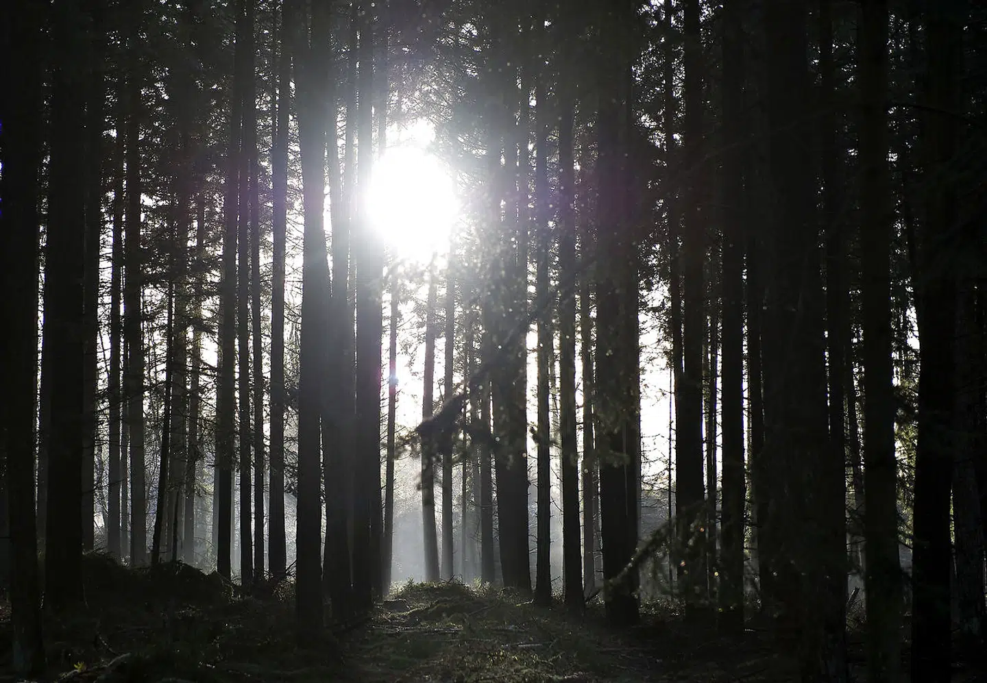 På trods af det køligere vejr, bliver der god mulighed for et gåtur i solskin. (Arkivfoto)