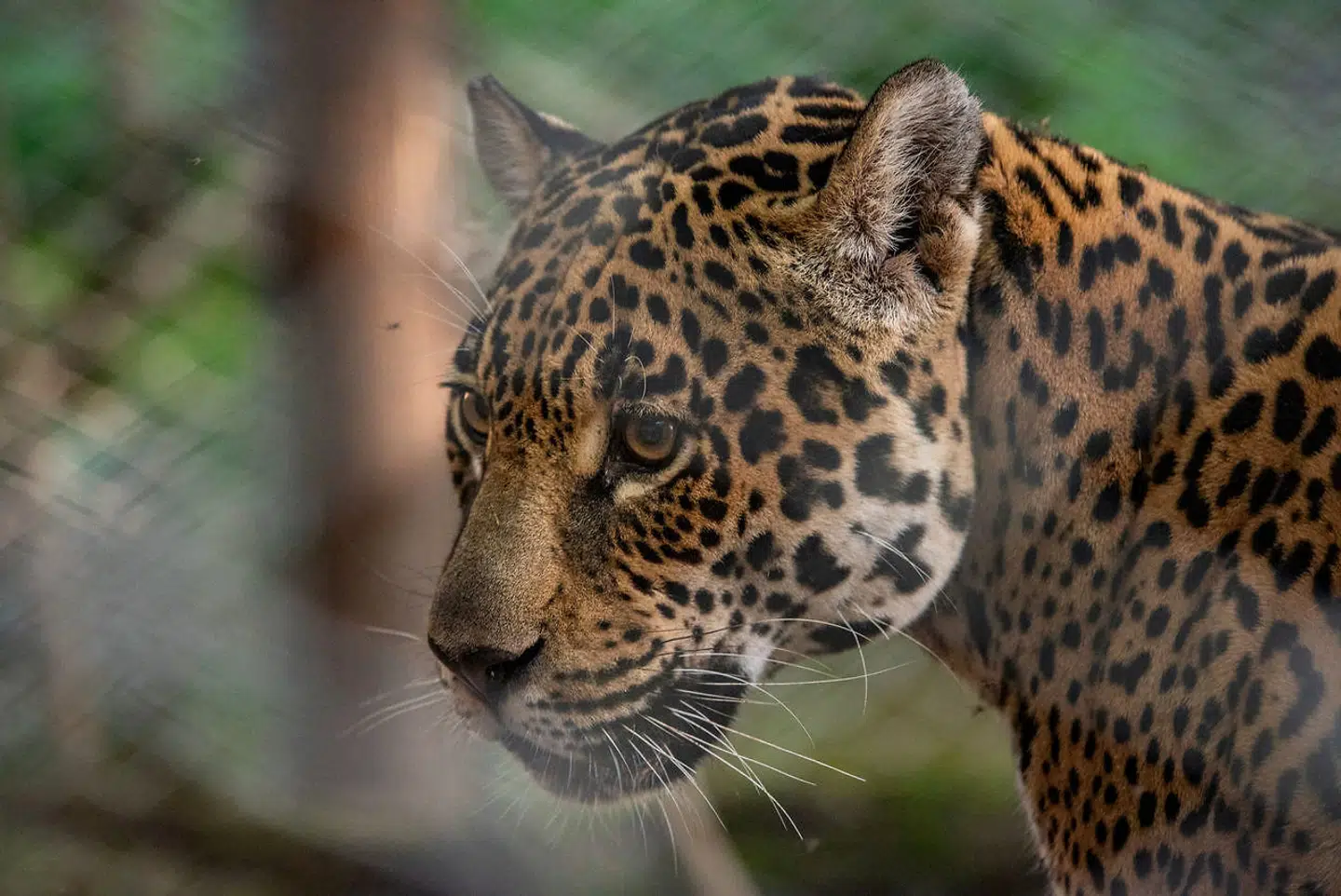Tania er en kvindelig jaguar, der er vokset op i en zoologisk have i Argentina.
