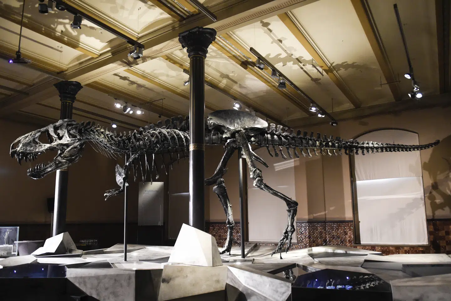 Fossilet af tyrannosaurus rexen er danskejet og opkaldt Tristan Otto efter ejernes sønner. Det har en længde på 12 meter, en højde på 3,4 meter og har gabet fuld af sylespidse tænder. (Arkivfoto). Jordan Raza/Ritzau Scanpix