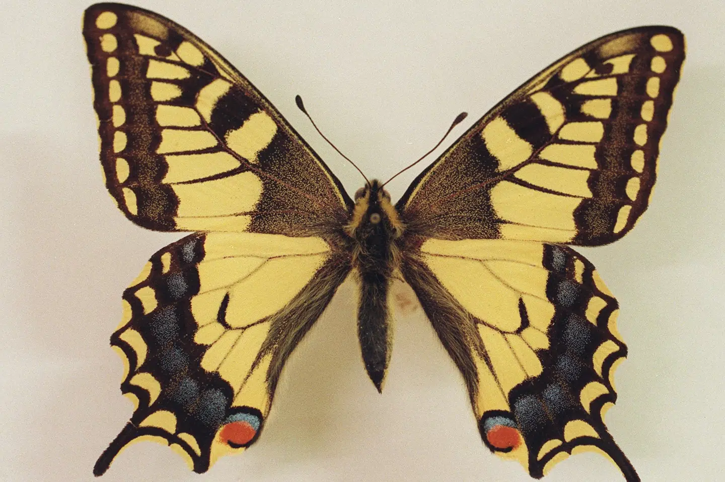 Danmarks nationale sommerfuglesamling på Zoologisk Museum i København: Den smukke svalehale er blandt de 34 arter af dagsommerfugle, som det nu bliver forbrudt at indfange og handle med. Opdyrkning af vådområder har gjort den meget sjælden i Danmark. Jens Nørgaard Larsen/Ritzau Scanpix