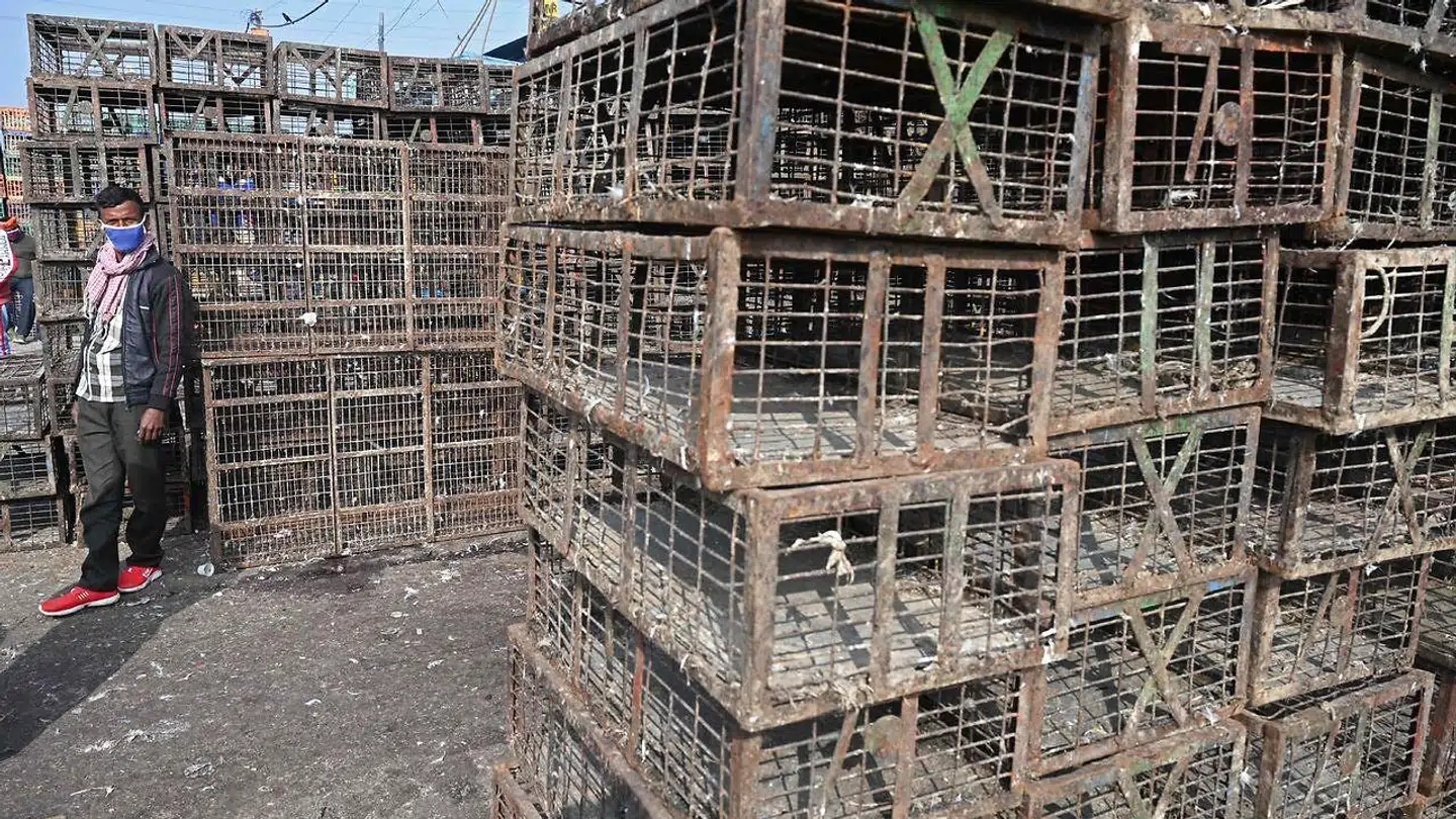 Billede fra New Delhi i Indien, hvor man også har registreret influenzaen H5N8.
