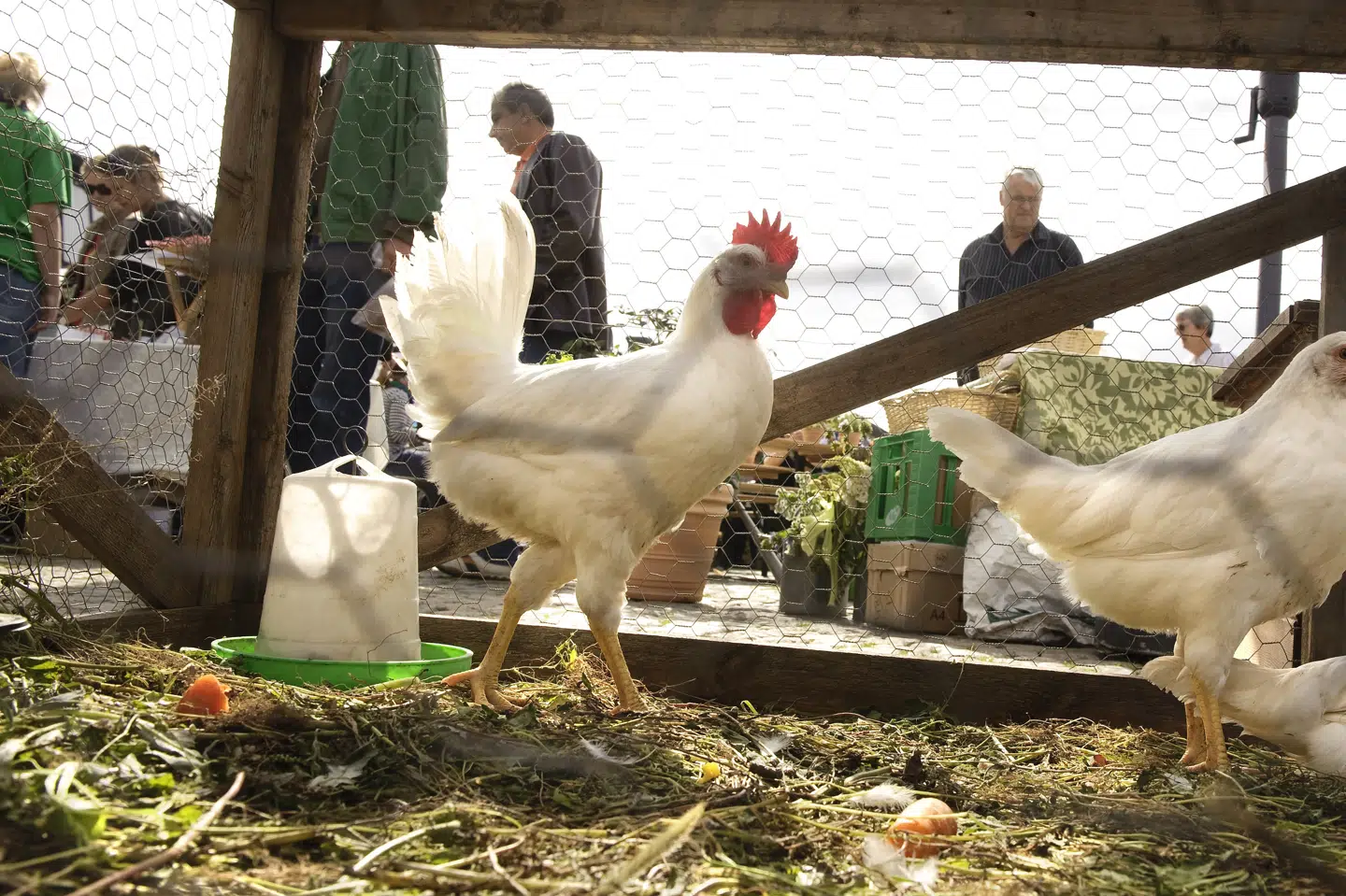 20 høns og 3 moskusænder på Bornholm er ramt af den smitsomme fugleinfluenza H5N8. (Arkivfoto) Jens Nørgaard Larsen/Ritzau Scanpix