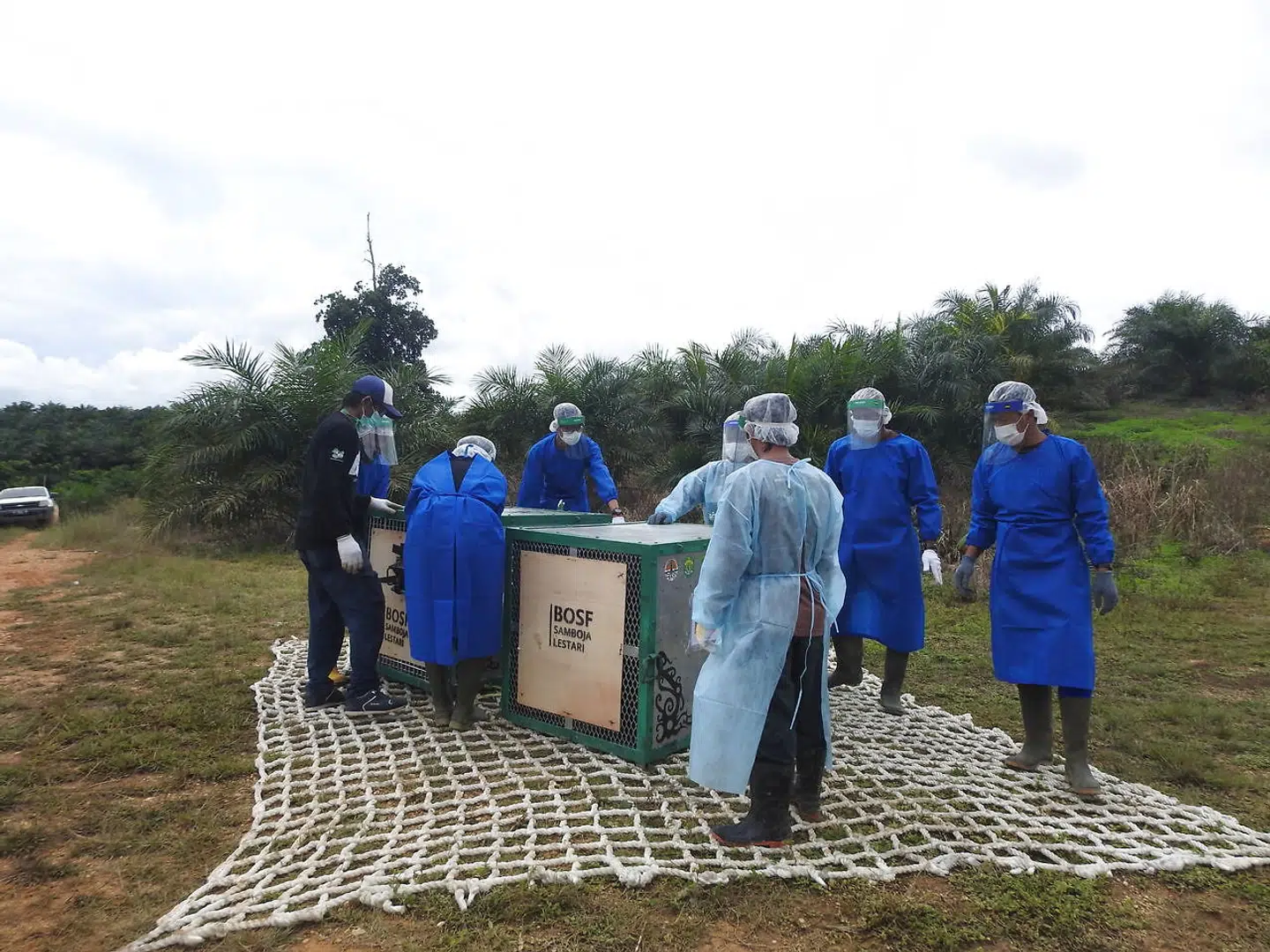 Teknikerne bærer beskyttelsesdragter, da de forbereder bure med orangutanger på at blive transporteret med helikopter.