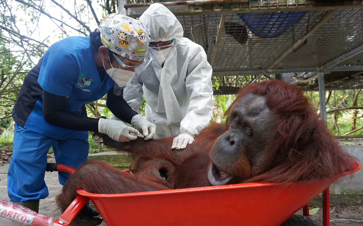 Orangutangen Nenuah, en ni år gammel Bornean orangutang, får ophævet bedøvelsen inden et sidste helbredstjek.