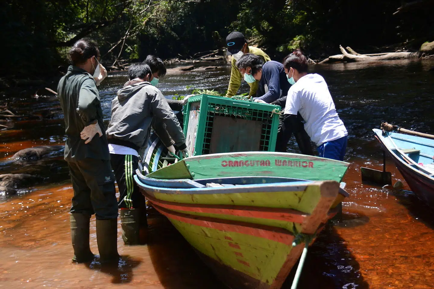 Der venter orangutangerne en kort sejltur, inden de kan blive sat fri i Bukit Batikap Protection Forest i den centrale provins Kalimantan i Indonesien.